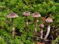 Cortinarius_decipiens_bv3314