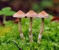 Cortinarius_decipiens_bv3317