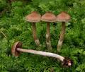 Cortinarius_decipiens_bv3321