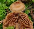 Cortinarius_decipiens_bv3336