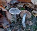 Cortinarius_decipiens_cz9673s