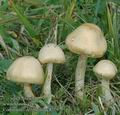 Cortinarius_delibutus_ac8779