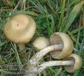 Cortinarius_delibutus_ac8783