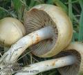 Cortinarius_delibutus_ac8786