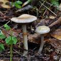 Cortinarius_delibutus_bp0111