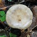 Cortinarius_delibutus_bp0115