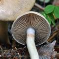 Cortinarius_delibutus_bp0118