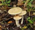 Cortinarius_delibutus_bs8256