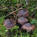 Cortinarius_depressus_bm7514