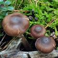 Cortinarius_depressus_bm7523