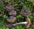 Cortinarius_depressus_bm7528