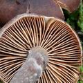 Cortinarius_depressus_bm7532