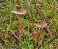 Cortinarius_diasemospermus_am2228