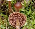 Cortinarius_diasemospermus_am2235