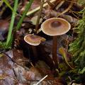 Cortinarius_diasemospermus_bp2628