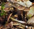 Cortinarius_diasemospermus_bp2640