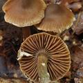 Cortinarius_diasemospermus_bp2647