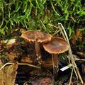 Cortinarius_diasemospermus_bp2651