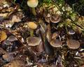 Cortinarius_diasemospermus_bp2656