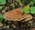 Cortinarius_disjungendus_bv2714