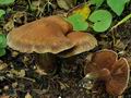 Cortinarius_disjungendus_bv2719