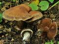 Cortinarius_disjungendus_bv2720