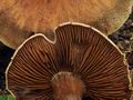 Cortinarius_disjungendus_bv2725