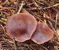 Cortinarius_ectypus_bm7711