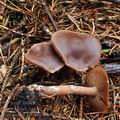 Cortinarius_ectypus_bm7717