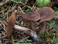 Cortinarius_ectypus_ce4995s