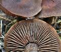 Cortinarius_ectypus_ce5008