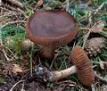 Cortinarius_ectypus_ce5037s