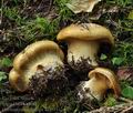 Cortinarius_elegantior_bi5381