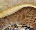 Cortinarius_elegantior_bi5391