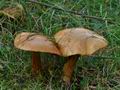 Cortinarius_elegantior_jd4544