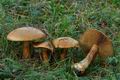 Cortinarius_elegantior_jd4554