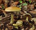 Cortinarius_elegantissimus_bs9604