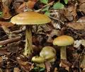 Cortinarius_elegantissimus_bs9605