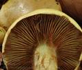 Cortinarius_elegantissimus_bs9609