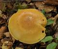 Cortinarius_elegantissimus_bs9614