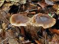 Cortinarius_erubescens_bv3974