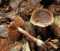 Cortinarius_erubescens_bv3977