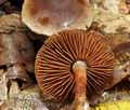 Cortinarius_erubescens_bv3978