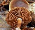 Cortinarius_erubescens_bv3982