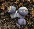 Cortinarius_eucaeruleus_bv3006