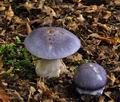 Cortinarius_eucaeruleus_bv3071