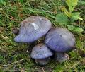 Cortinarius_eucaeruleus_bv3088