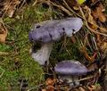 Cortinarius_eucaeruleus_bv3522