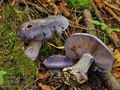 Cortinarius_eucaeruleus_bv3526