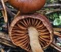 Cortinarius_fasciatus_bp4233